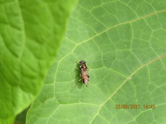 Syrphidae