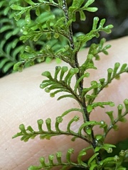 Adenophorus tamariscinus