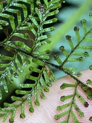 Adenophorus tamariscinus