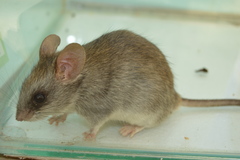 Thallomys nigricauda