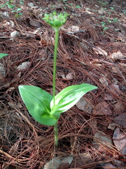 Malaxis brachyrrhynchos