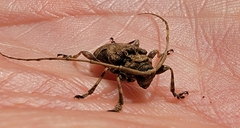 Lagocheirus araneiformis