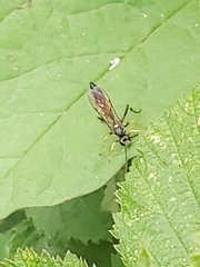 Ichneumon stramentor