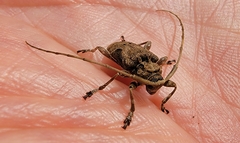 Lagocheirus araneiformis