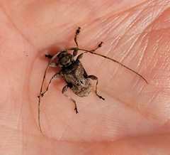 Lagocheirus araneiformis