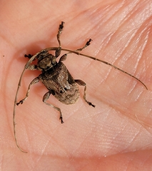 Lagocheirus araneiformis