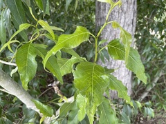 Populus × acuminata
