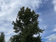 Populus × acuminata