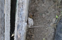 Polistes dominula