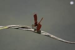 Neurothemis fulvia
