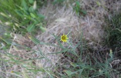 Tragopogon dubius