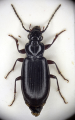 Patrobus septentrionis