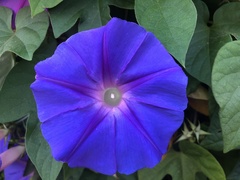 Ipomoea indica