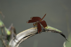 Neurothemis fulvia