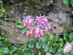 Echeveria semivestita