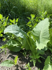 Armoracia sisymbrioides