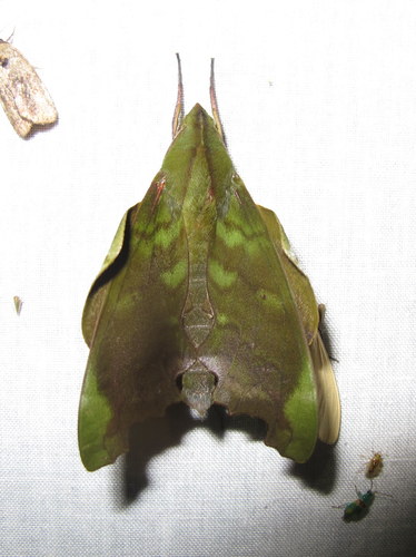 Stolidoptera image