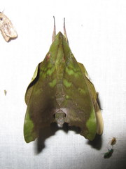 Image of Stolidoptera tachasara