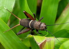 Teleogryllus mitratus