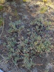 Eriogonum jamesii