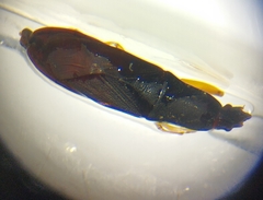 Proderus suberythropus