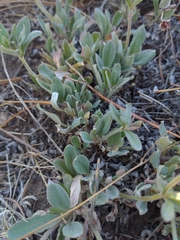Eriogonum jamesii
