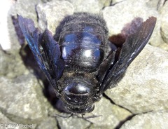 Xylocopa caribea