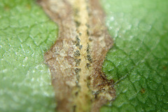 Apiognomonia veneta