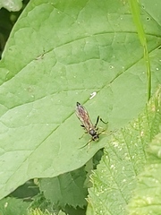 Ichneumon stramentor