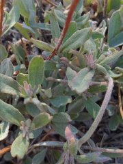 Eriogonum jamesii