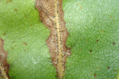 Apiognomonia veneta