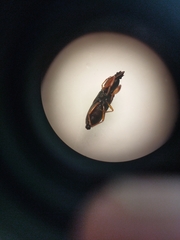 Proderus suberythropus