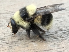 Criorhina