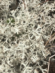 Cladonia stygia