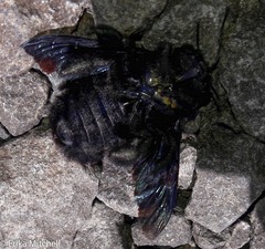 Xylocopa caribea