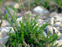Euryops ericoides