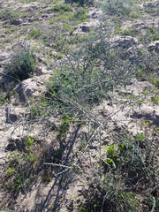 Aspalathus divaricata