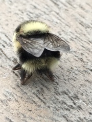 Criorhina