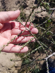 Aspalathus divaricata