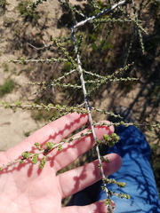 Aspalathus divaricata