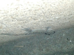 Hemidactylus parvimaculatus
