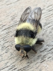 Criorhina