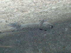 Hemidactylus parvimaculatus