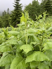 Hasteola robusta