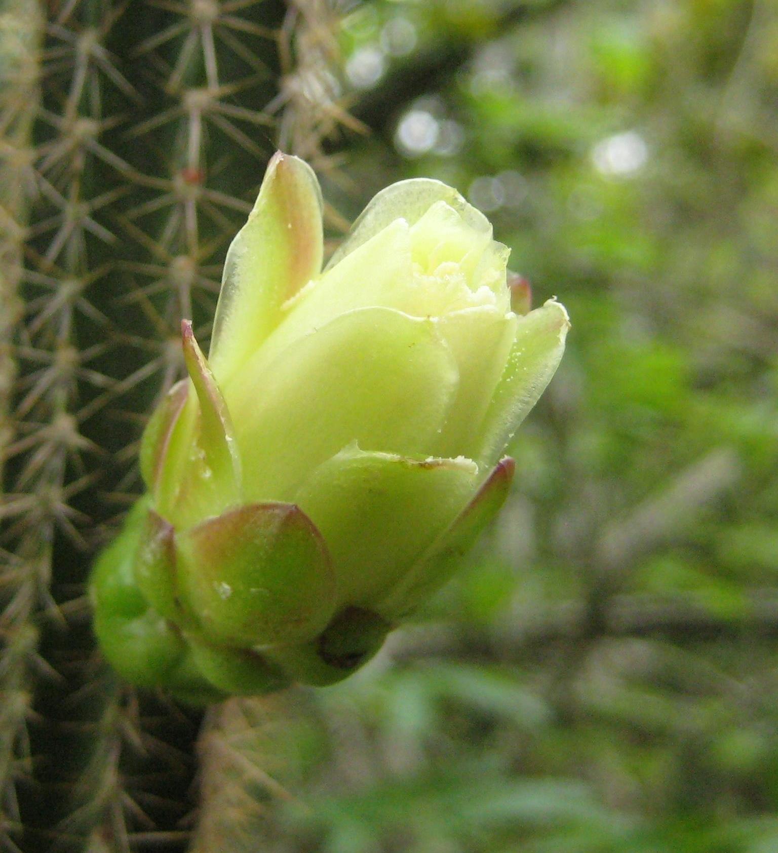 Brasilicereus phaeacanthus