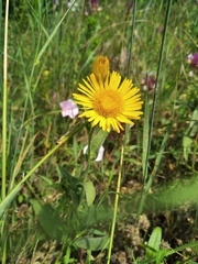 Pentanema britannica