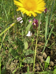 Pentanema britannica