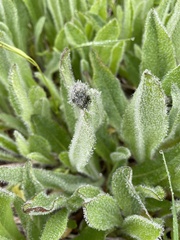 Pilosella aurantiaca
