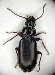 Patrobus septentrionis