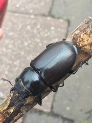 Lucanus cervus